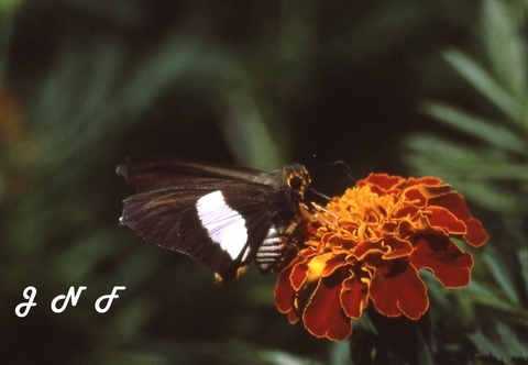 Butterfly 06.jpg