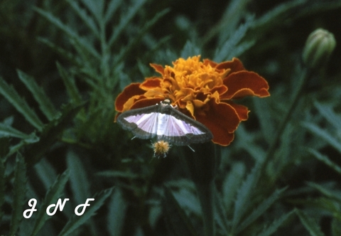 Butterfly 08.jpg