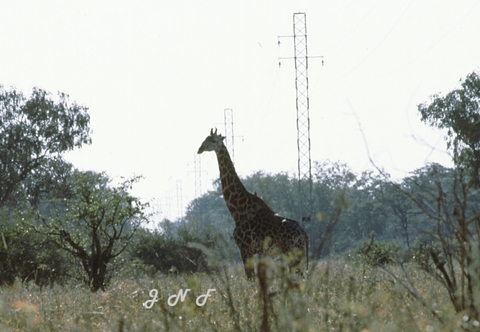 Giraffe 01.jpg