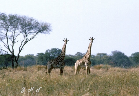 Giraffe 02.jpg