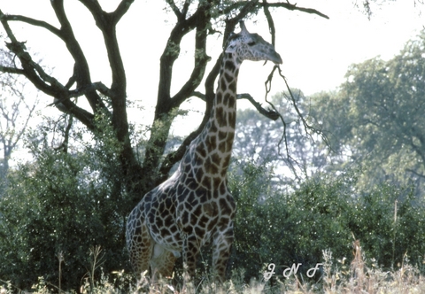 Giraffe 03.jpg