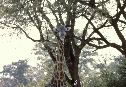 Giraffe 04.jpg