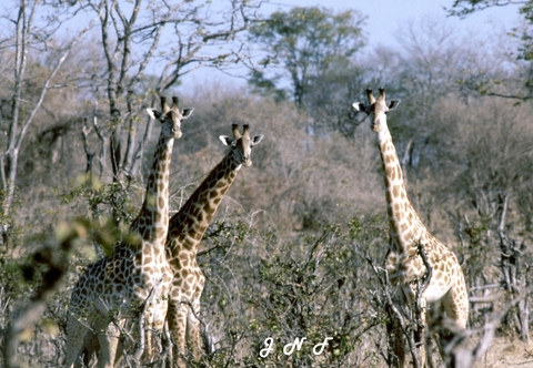 Giraffe 05.jpg