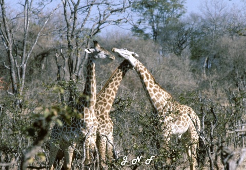 Giraffe 07.jpg