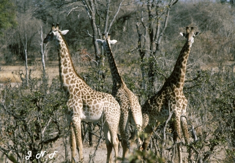 Giraffe 08.jpg