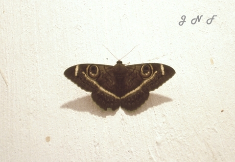 Moth 02.jpg
