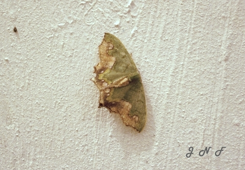 Moth 03.jpg